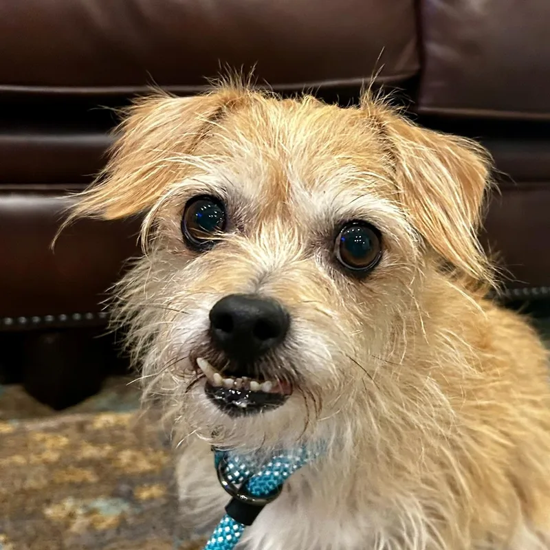 An adult small-sized male Yellow / Tan / Blond / Fawn Yorkshire Terrier dog named Jojo D for adoption in Frankfort, KY