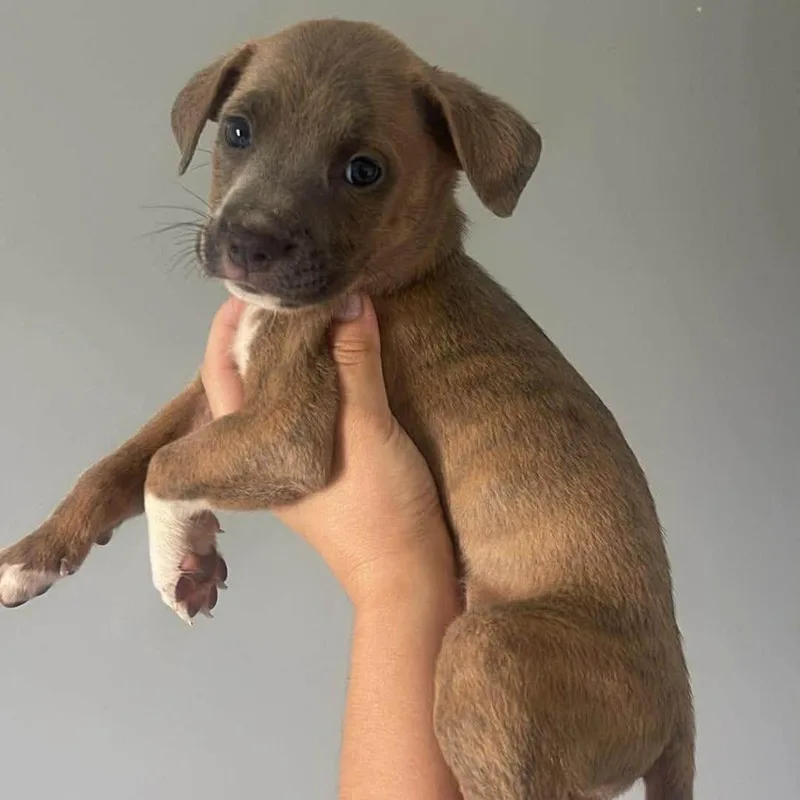 A baby small-sized female Brown / Chocolate Mixed Breed dog named Beluga for adoption in Buffalo, MN