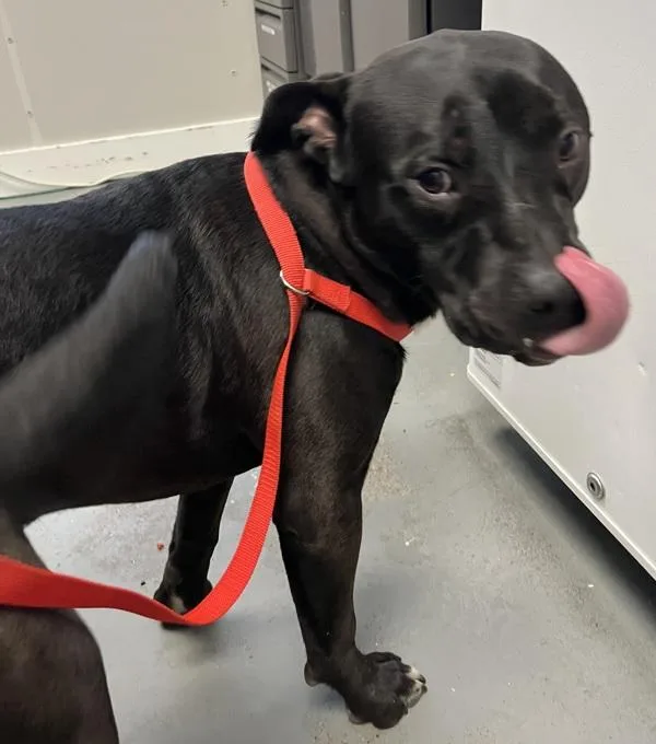 A young medium-sized male American Bully dog named Toga for adoption in Salt Lake City, UT