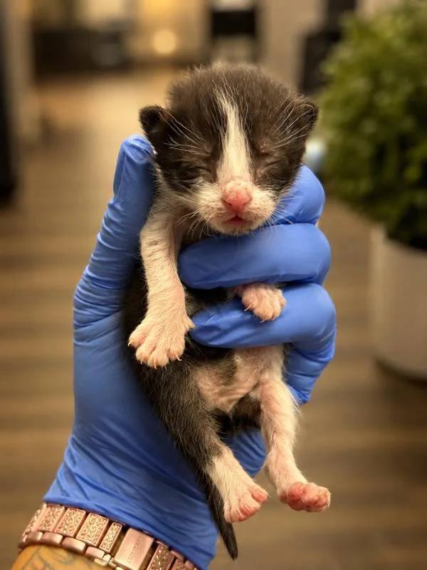 A young small-sized female Domestic Short Hair cat named 9823 for adoption in Victorville, CA