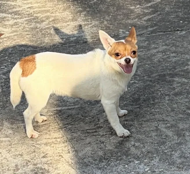 A young small-sized female Chihuahua dog named Sassy for adoption in Panama City, FL
