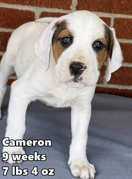 A young medium-sized male Retriever dog named Cameron for adoption in Buffalo, MN