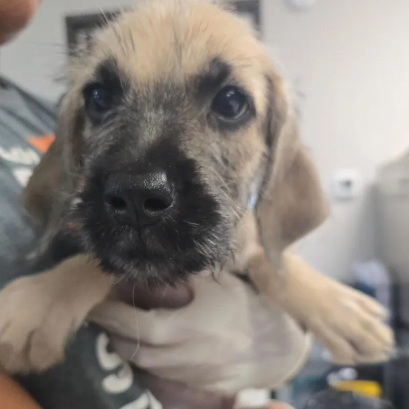 A young large-sized female Brown / Chocolate Terrier dog named Ivy for adoption in Bentonville, AR