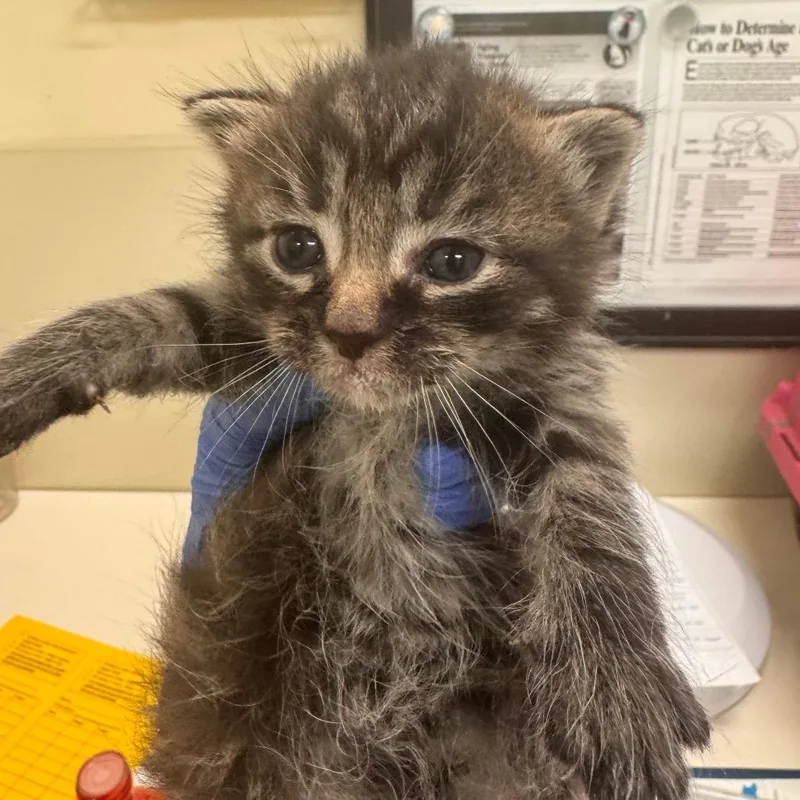 A baby small-sized male Brown / Chocolate Domestic Short Hair cat named Taro for adoption in Lynchburg, VA