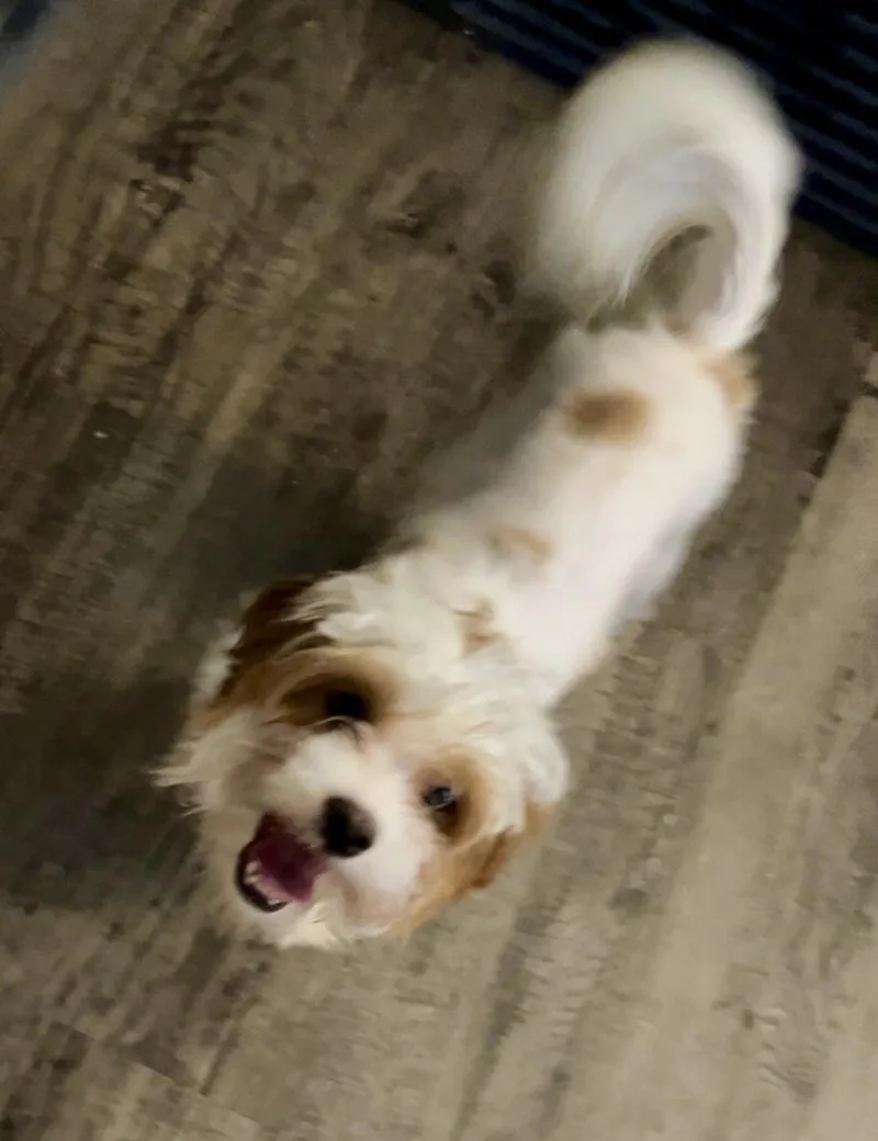 A baby small-sized female White / Cream Shih Tzu dog named Daisy for adoption in Little Elm, TX