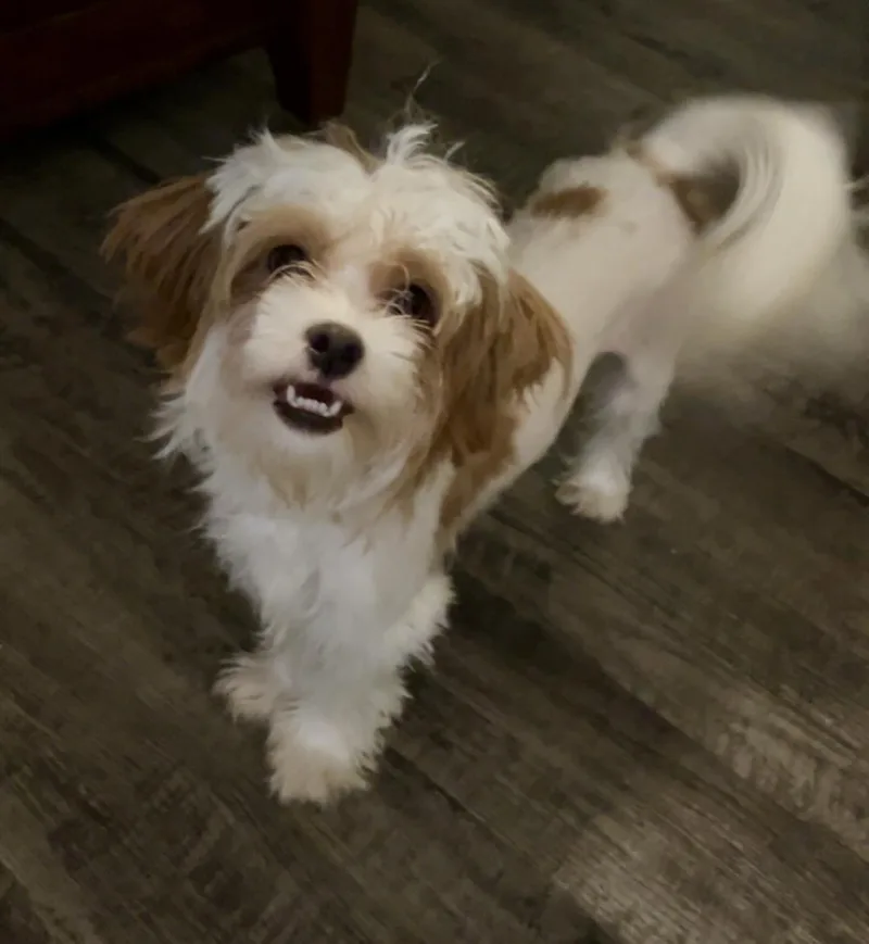 Daisy thumbnail 2