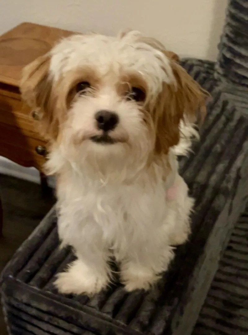 Daisy thumbnail 3