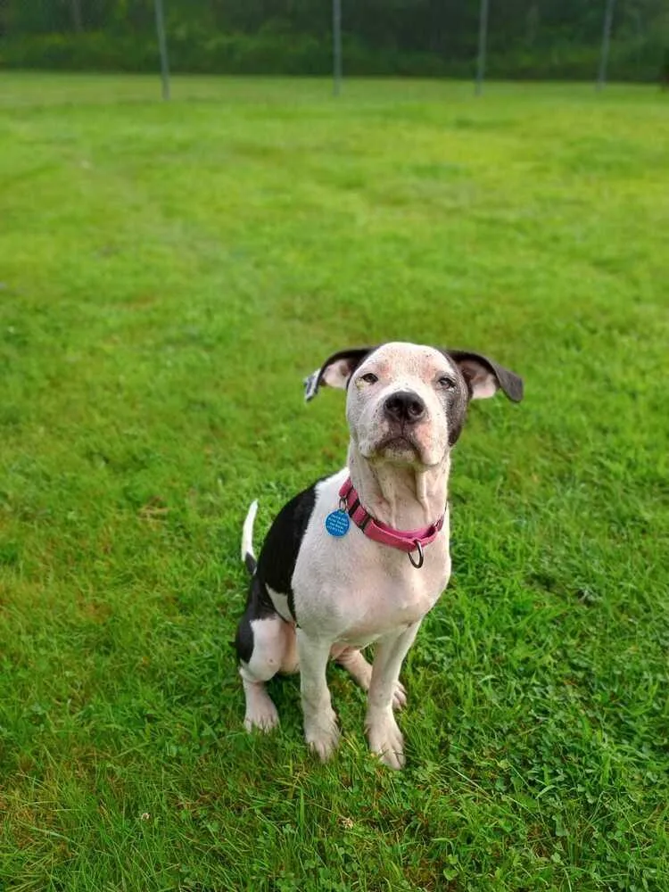 A baby medium-sized female Tricolor (Brown, Black, & White) Mixed Breed dog named Moxie for adoption in Leverett, MA