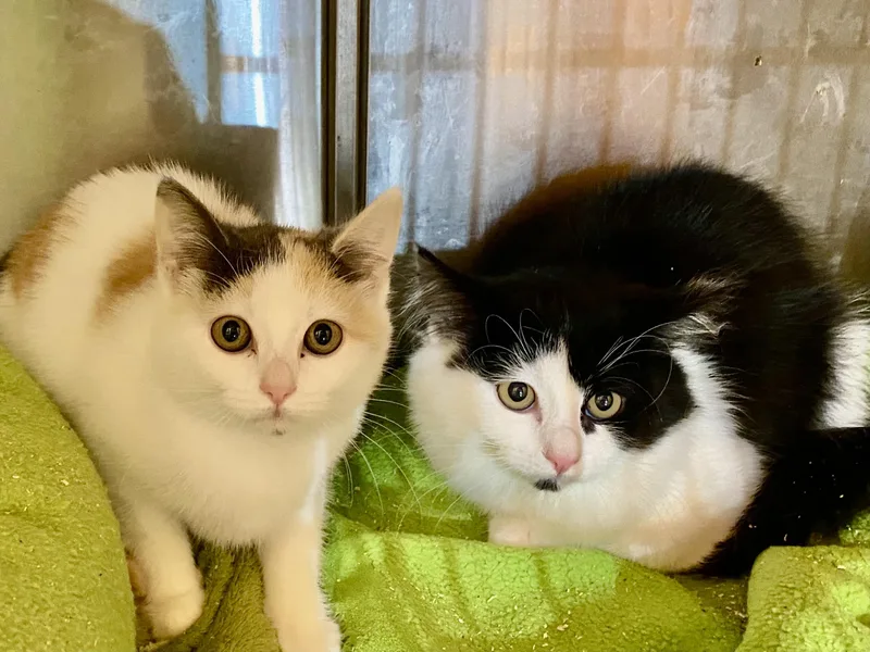 A baby medium-sized male Domestic Long Hair cat named Wind and wispy for adoption in Stanwood, WA