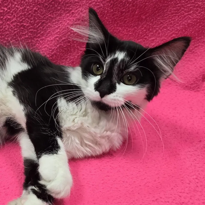 A baby medium-sized female Black & White / Tuxedo Domestic Medium Hair cat named Nia for adoption in Frankfort, IN