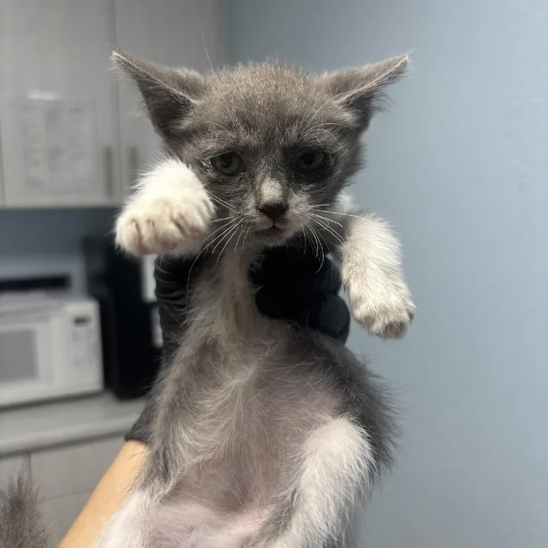 A baby small-sized female Gray / Blue / Silver Domestic Short Hair cat named Strudel for adoption in Riverside, CA