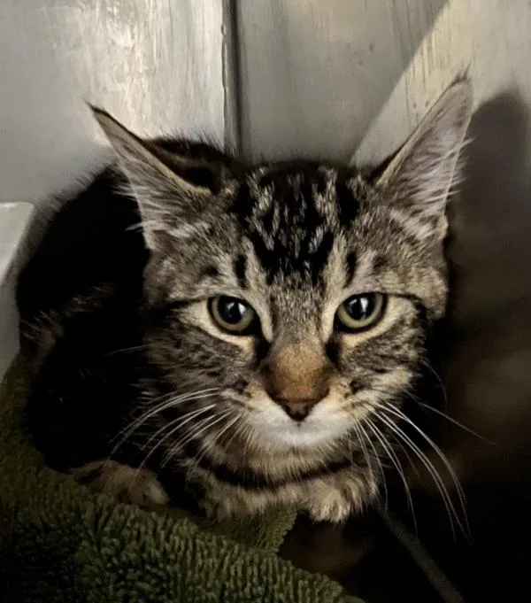 A young medium-sized female Domestic Short Hair cat named Waltz for adoption in Stratham, NH