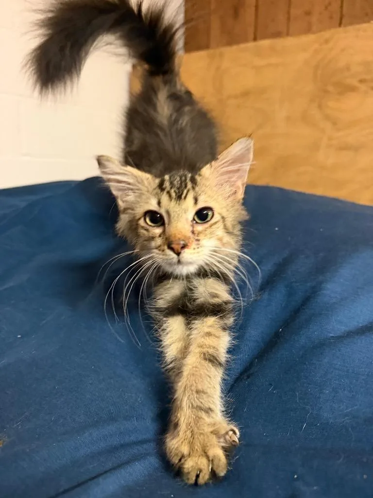 A baby large-sized male Domestic Long Hair cat named Dracula for adoption in warrenville, SC