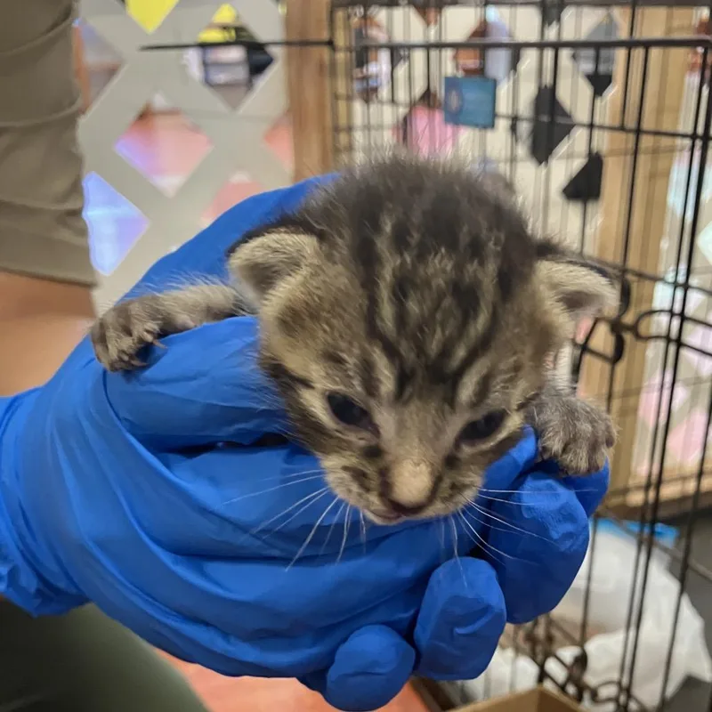 A baby small-sized female Gray / Blue / Silver Domestic Short Hair cat named Queenie for adoption in Volcano, HI