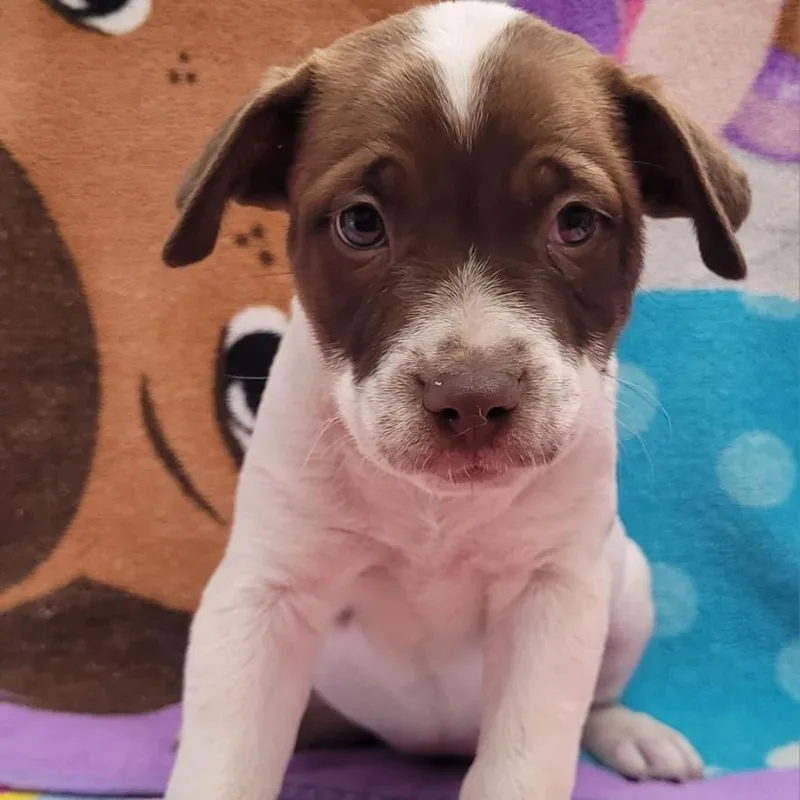 A baby small-sized female White / Cream Pit Bull Terrier dog named Java for adoption in Laredo, TX