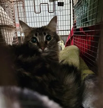 An adult large-sized male Domestic Medium Hair cat named Luna for adoption in Van Nuys, CA