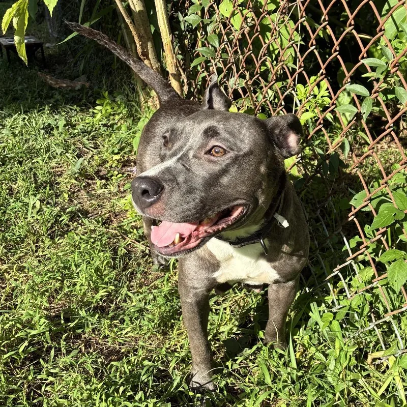 Miss Honey thumbnail 2