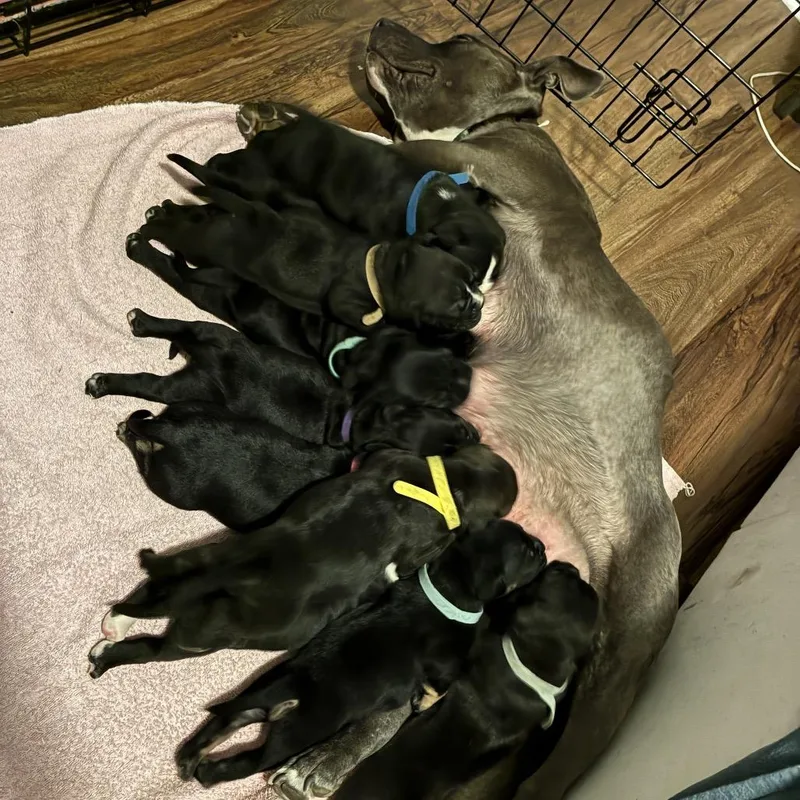 Miss Honey thumbnail 4