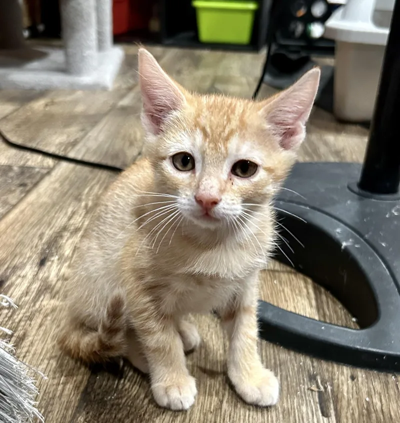 A baby medium-sized male Orange / Red Domestic Short Hair cat named Magneto for adoption in Richmond, VA