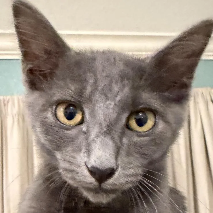 A baby small-sized male Gray / Blue / Silver Russian Blue cat named Coal for adoption in League City, TX