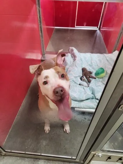 An adult medium-sized female Mixed Breed dog named Honeysuckle for adoption in Independence, MO