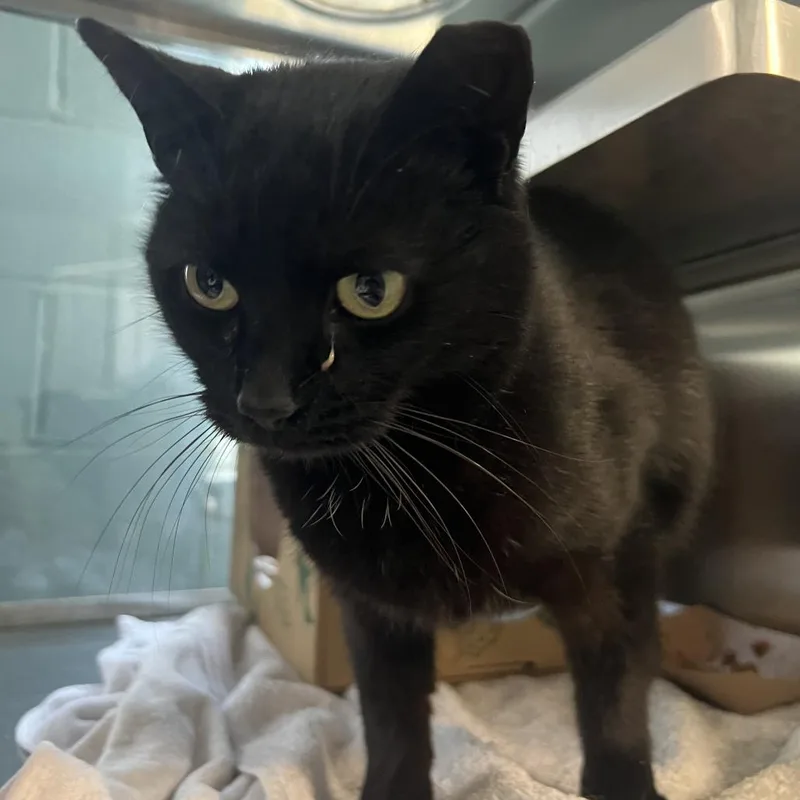 An adult large-sized female Black Domestic Short Hair cat named Anika for adoption in Baltimore, MD