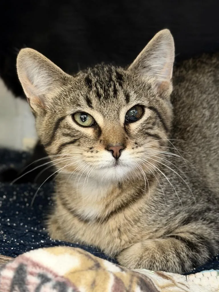 A baby medium-sized male Domestic Short Hair cat named Bang for adoption in Menomonie, WI
