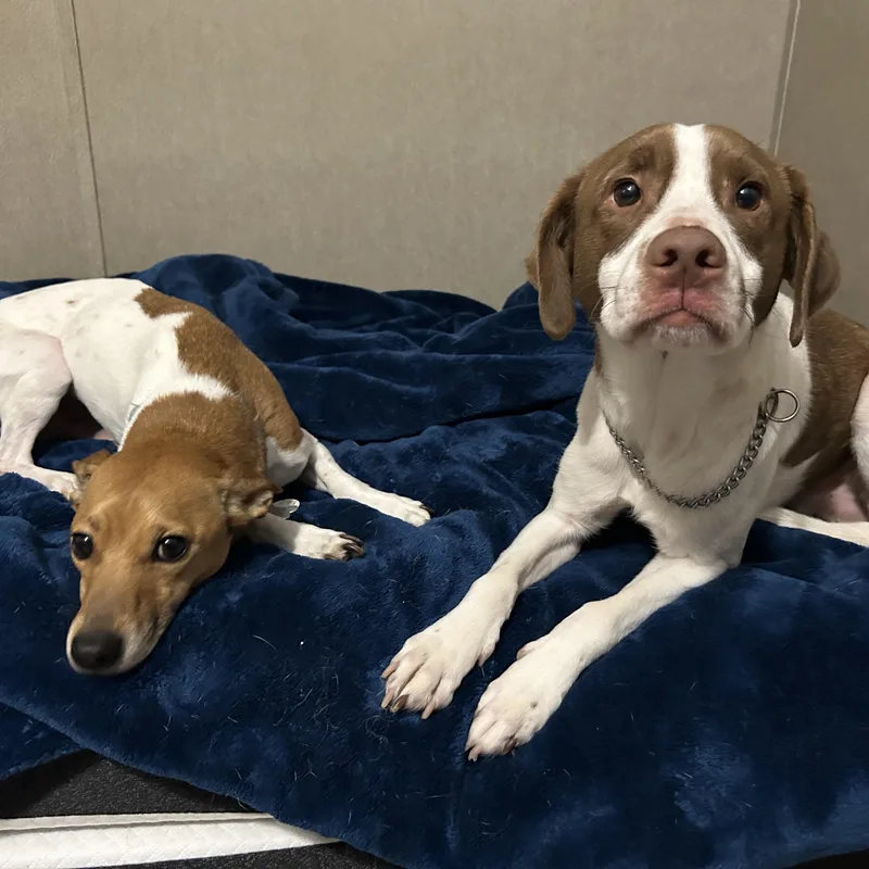 Meet Conway & Hank thumbnail 2