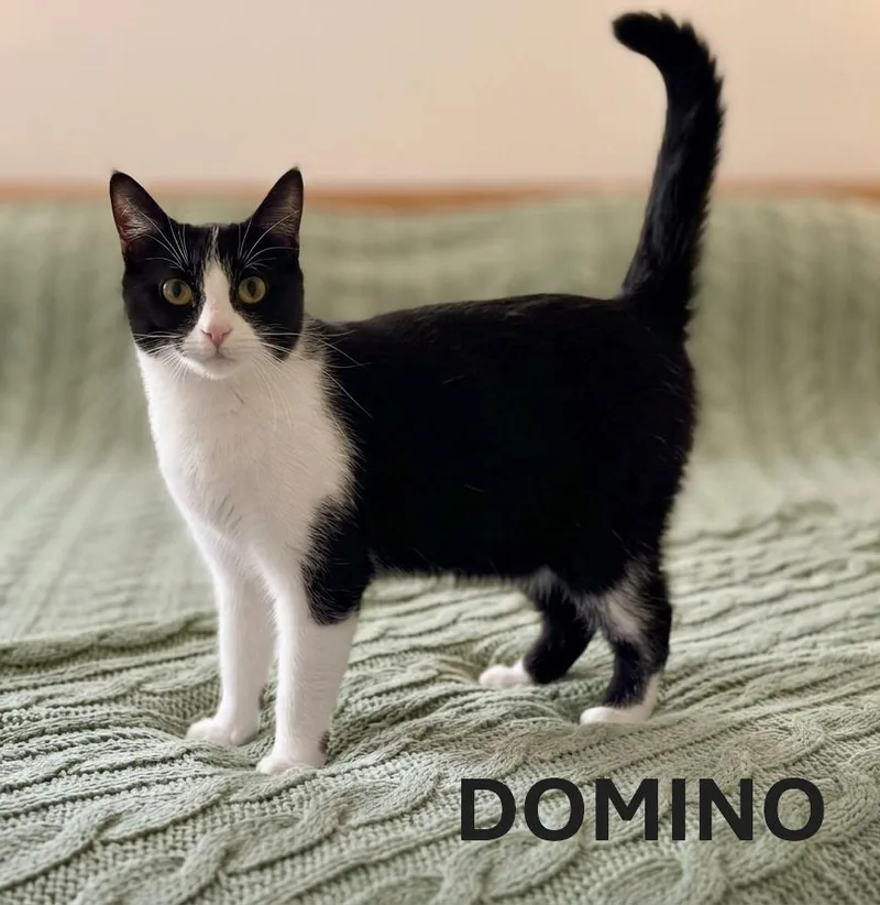 A young medium-sized female Black & White / Tuxedo Tuxedo cat named Domino for adoption in Harrodsburg, KY