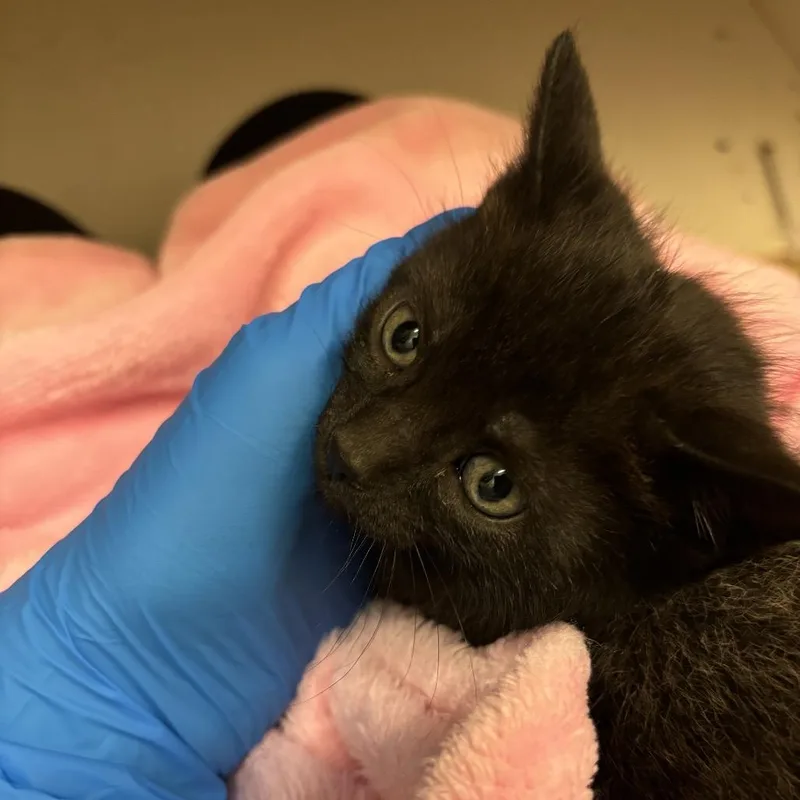 A baby small-sized male Black Domestic Short Hair cat named Ogo for adoption in Council Bluffs, IA
