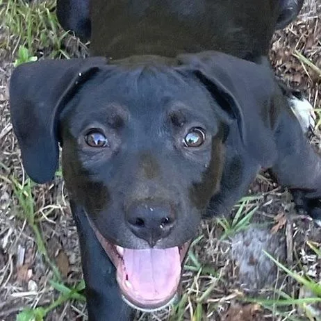 A young medium-sized female Black Labrador Retriever dog named Dorothy for adoption in Allentown, PA