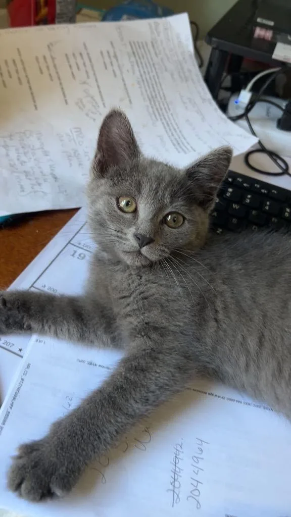 A baby medium-sized male Domestic Short Hair cat named Walle for adoption in Wintersville, OH