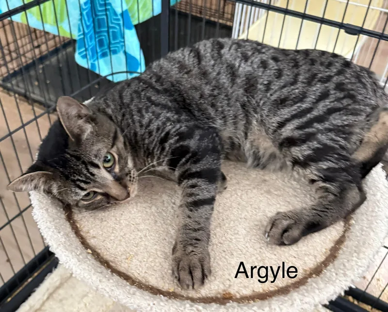 A young medium-sized male Tabby (Brown / Chocolate) Domestic Short Hair cat named Argyle for adoption in Pawleys Island, SC