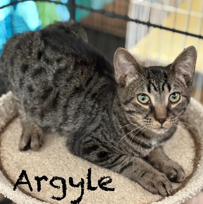 Argyle thumbnail 3