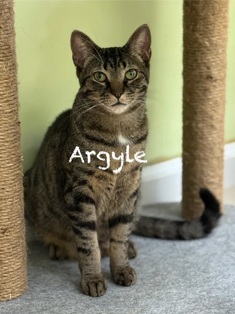 Argyle thumbnail 4