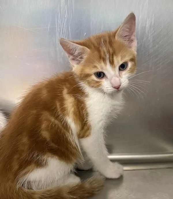 A baby small-sized male Domestic Short Hair cat named Blitz for adoption in Sioux City, IA