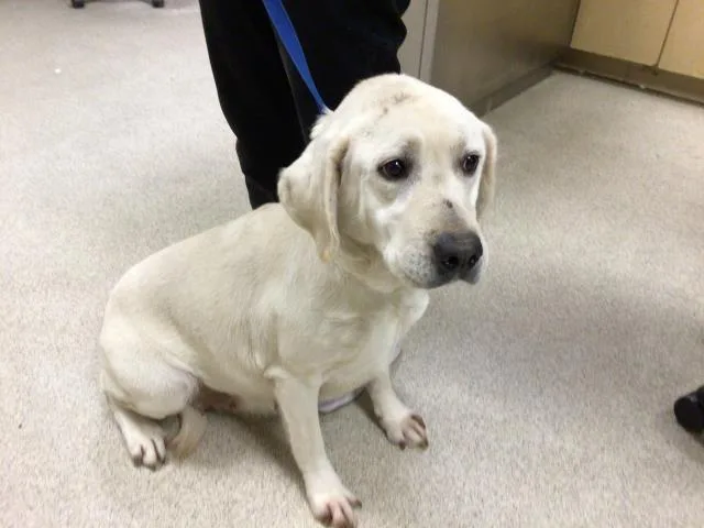 An adult medium-sized female Labrador Retriever dog named Winnie for adoption in Riverside, CA