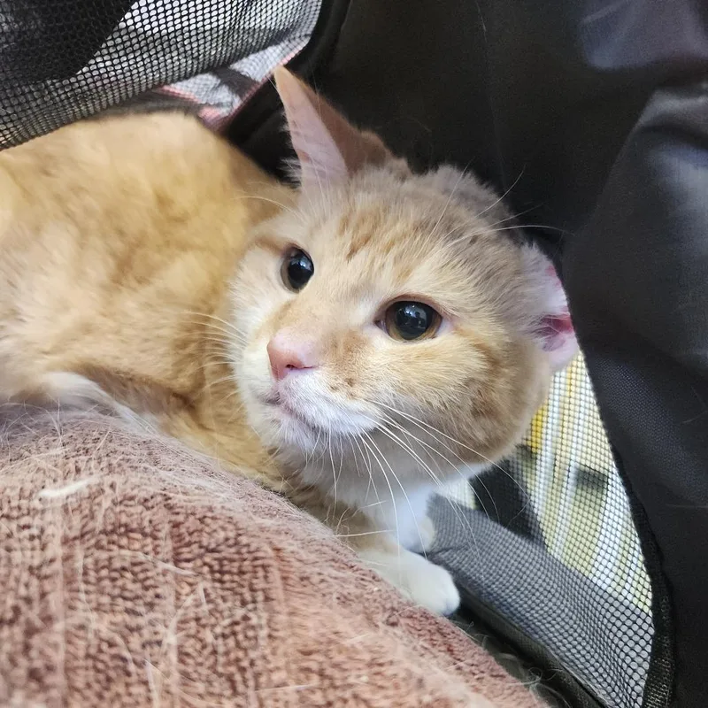 Mochi