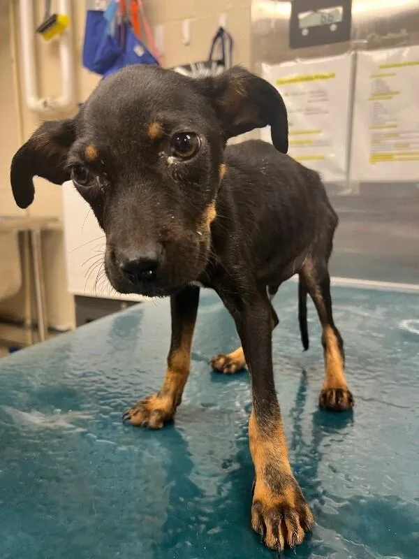 A young small-sized male Black Mixed Breed dog named Ellis for adoption in Mobile, AL