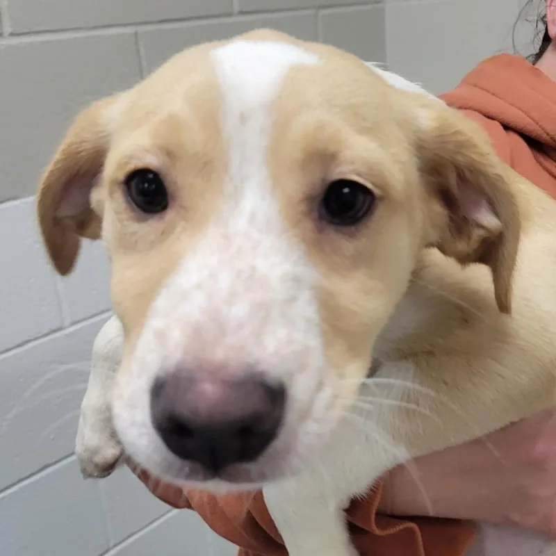 A baby small-sized female White / Cream Mixed Breed dog named Beignet for adoption in Grand Rapids, MI