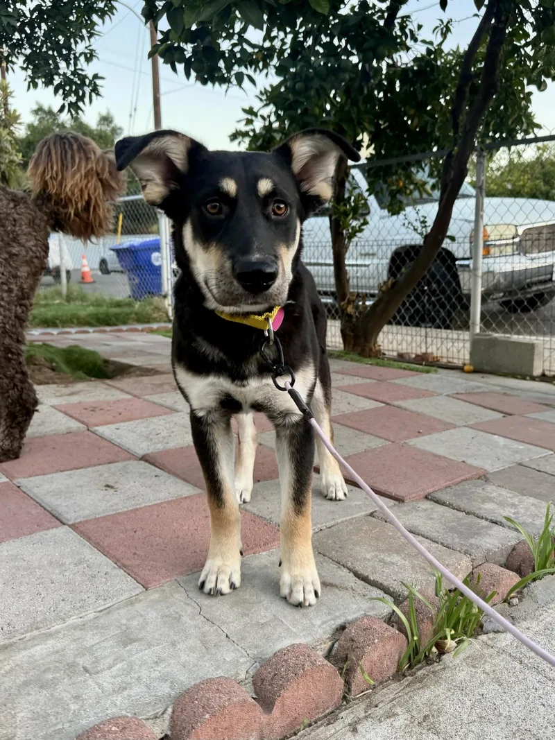 A young medium-sized male Black German Shepherd Dog named Flint for adoption in Los Angeles, CA