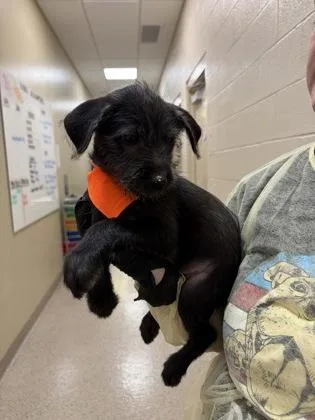A baby small-sized female Terrier dog named Opal for adoption in Fishers, IN