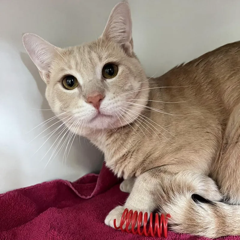 A young large-sized male Orange / Red Domestic Short Hair cat named Kahl for adoption in Newark, NJ