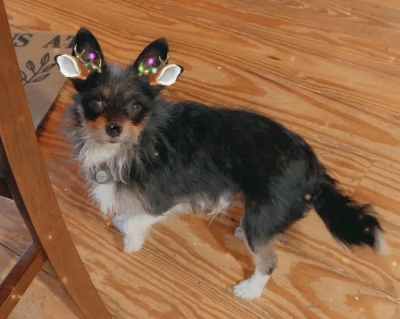 Bear and Lucky