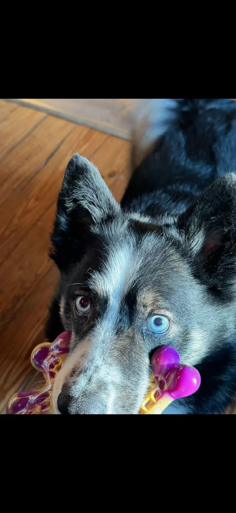 Bear and Lucky thumbnail 4