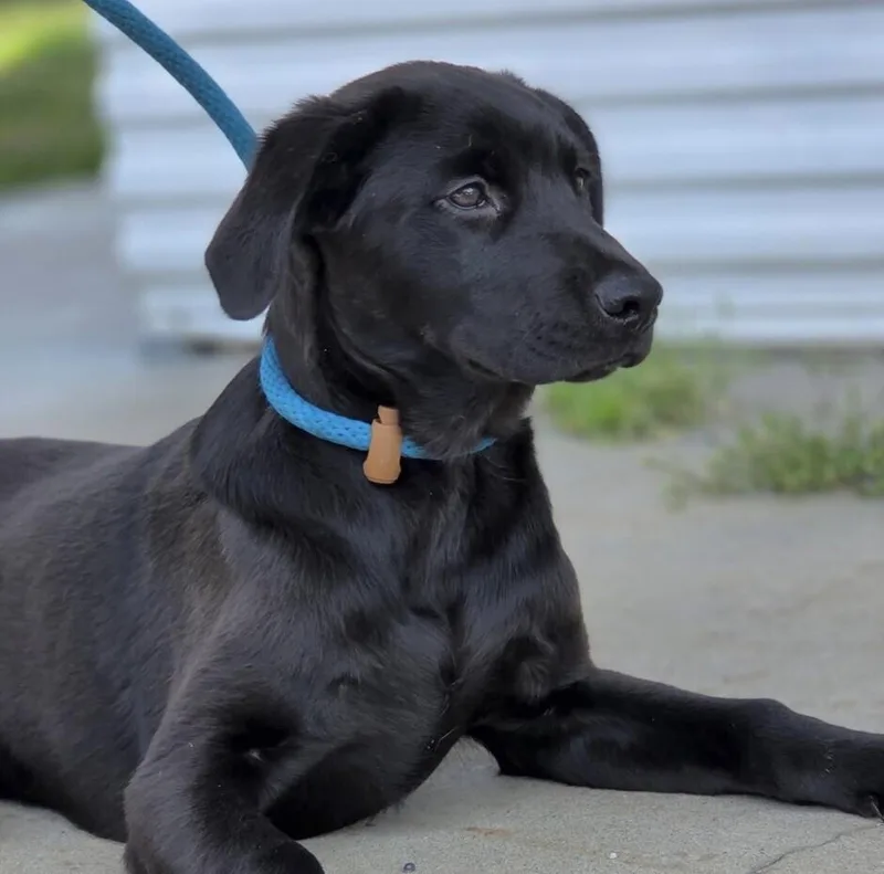 Pup Gideon