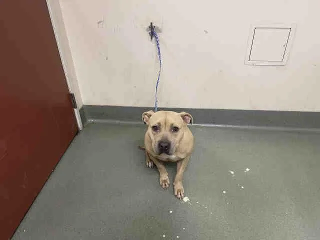 A young medium-sized female Pit Bull Terrier dog named Adaline for adoption in Carlsbad, CA