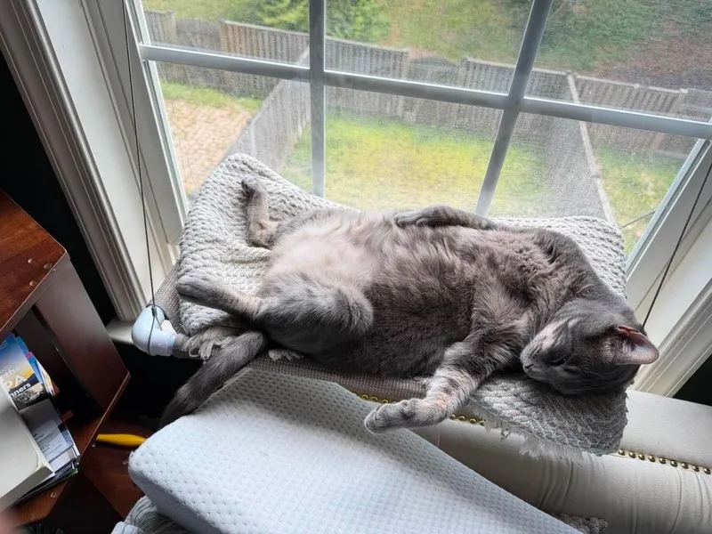 An adult medium-sized male Gray / Blue / Silver Domestic Short Hair cat named Chris for adoption in Mechanicsville, MD