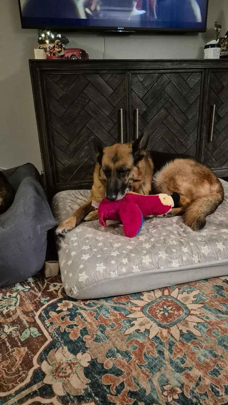 An adult large-sized female Bicolor German Shepherd Dog dog named Ash for adoption in New Rochelle, NY