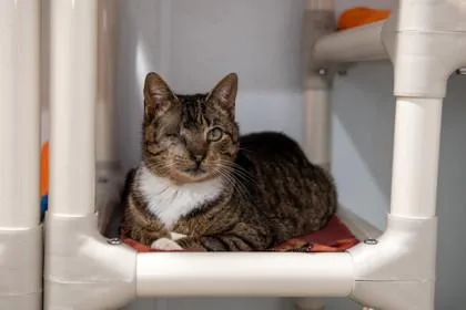 An adult medium-sized female Domestic Short Hair cat named Leela for adoption in Ringoes, NJ
